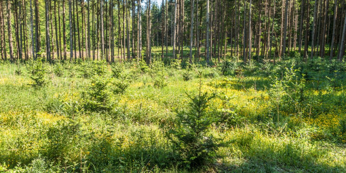 Metsaomanikud ootavad metsahoolduse toetamise jätkumist. Foto: Shutterstock