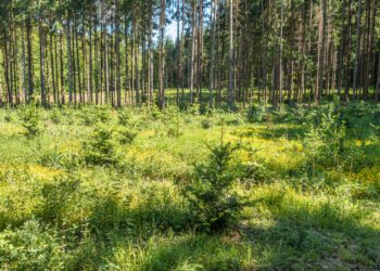 Metsaomanikud ootavad metsahoolduse toetamise jätkumist. Foto: Shutterstock