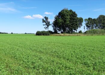 PRIA: Mida leiti pindala- ja loomatoetuste kontrollide raames? Foto: PRIA