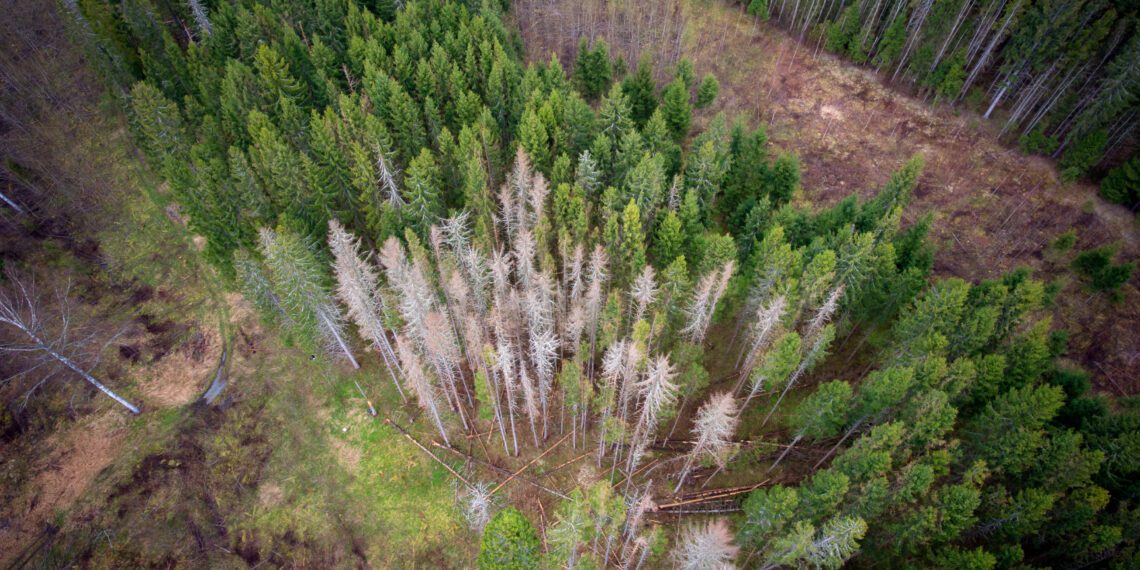 Kuuse-kooreüraski kahjustus Valgamaal. Foto: Maksim Tund.
