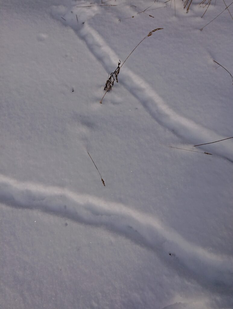 Kui näed lumel selliseid jooni, on põhjust kahtlustada, et lume all tegutsevad hiired. Foto: Ülle Läll, Kalevi Kvell