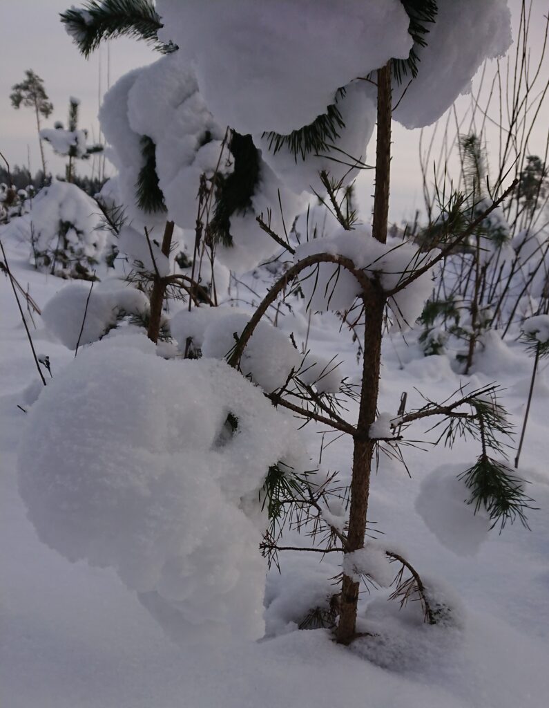 Selline lumi võib männioksi hakata tüve küljest lahti rebima. Foto: Ülle Läll, Kalevi Kvell
