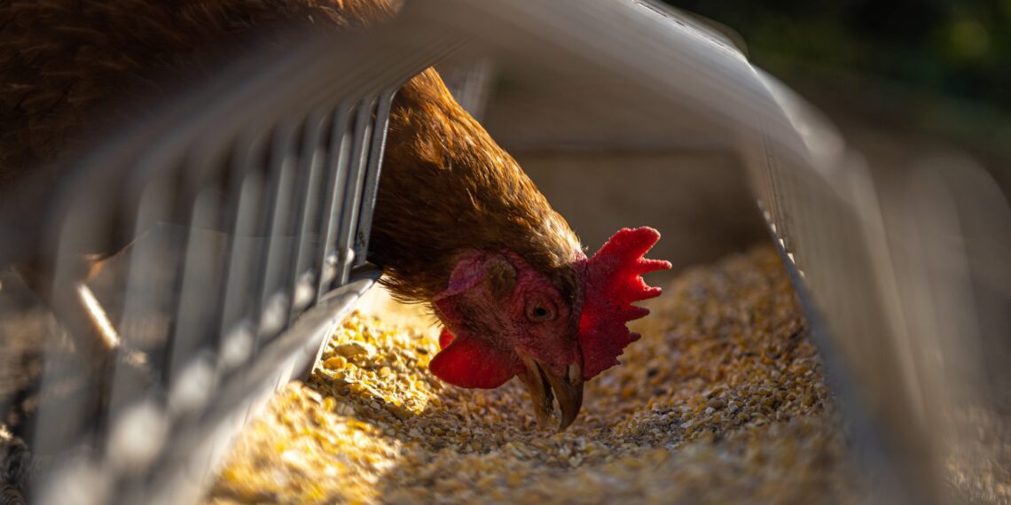 Lindude gripp. Foto: Andreas Göllner, Pixabay