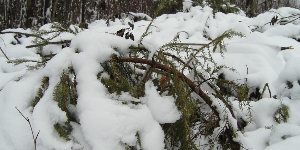 Lumi - metsaomaniku sõber või vaenlane? Kuusekultuuri kahjustus pärast valgustusraiet. Foto: Ülle Läll, Kalevi Kvell