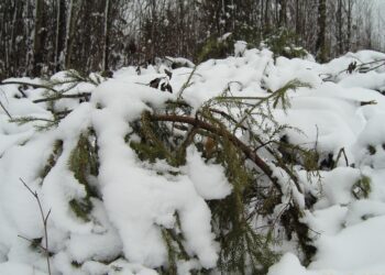 Lumi - metsaomaniku sõber või vaenlane? Kuusekultuuri kahjustus pärast valgustusraiet. Foto: Ülle Läll, Kalevi Kvell