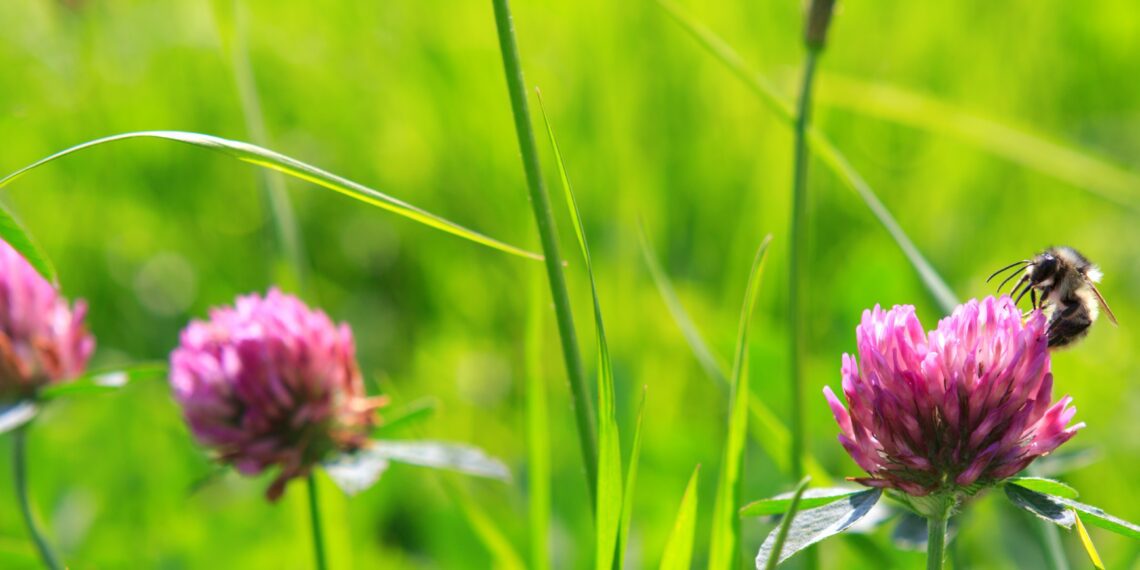 Ökosüsteemide rohetoodang. Suurem osa põllumehi majandab keskkonnasõbralikult. Foto: Pixabay