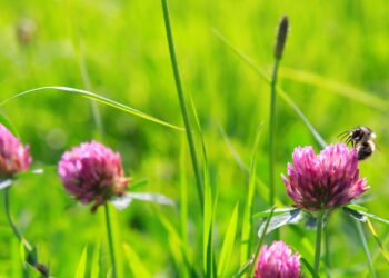 Ökosüsteemide rohetoodang. Suurem osa põllumehi majandab keskkonnasõbralikult. Foto: Pixabay