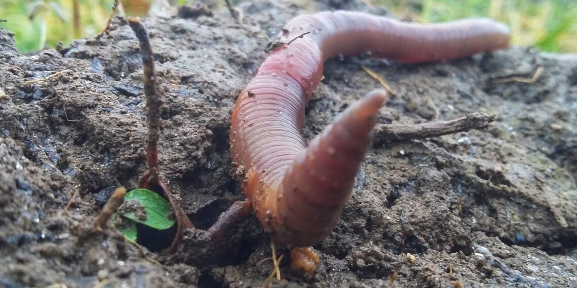 Vihmaussid on mullaselgrootute hulgas erilise tähtsusega. Nad on kõige suuremad mullaloomad, kelle aktiivse tegevuse tulemusena paraneb mulla struktuur, seeläbi ka õhustatus ja veerežiim, ning kiireneb taimejäänuste lagunemine. Foto: Shutterstock