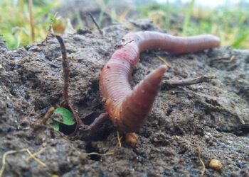 Vihmaussid on mullaselgrootute hulgas erilise tähtsusega. Nad on kõige suuremad mullaloomad, kelle aktiivse tegevuse tulemusena paraneb mulla struktuur, seeläbi ka õhustatus ja veerežiim, ning kiireneb taimejäänuste lagunemine. Foto: Shutterstock