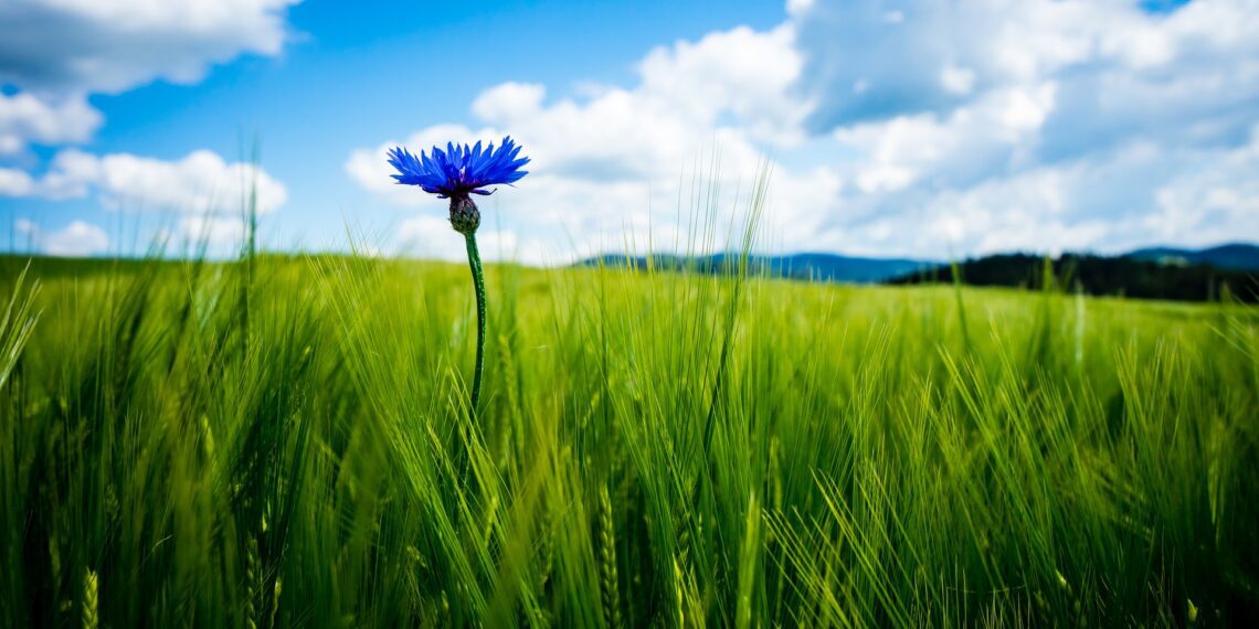 Põllumajandustootjatele 3,8 miljonit eurot erakorraliseks toetuseks. Foto: Pixabay