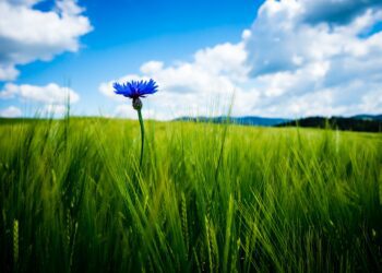 Põllumajandustootjatele 3,8 miljonit eurot erakorraliseks toetuseks. Foto: Pixabay