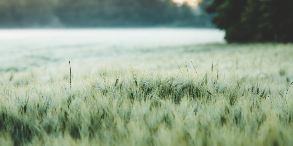 Keskkonnafoorum. Foto: Pixabay