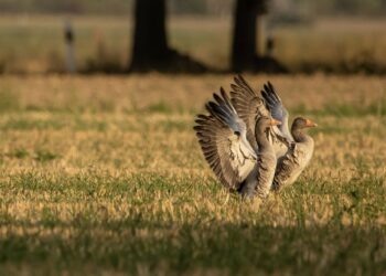 Hanede heidutus ja seire. Kevadised rändlinnud toovad rõõmu kõrval ka muresid. Foto: Pixabay