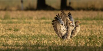 Hanede heidutus ja seire. Kevadised rändlinnud toovad rõõmu kõrval ka muresid. Foto: Pixabay