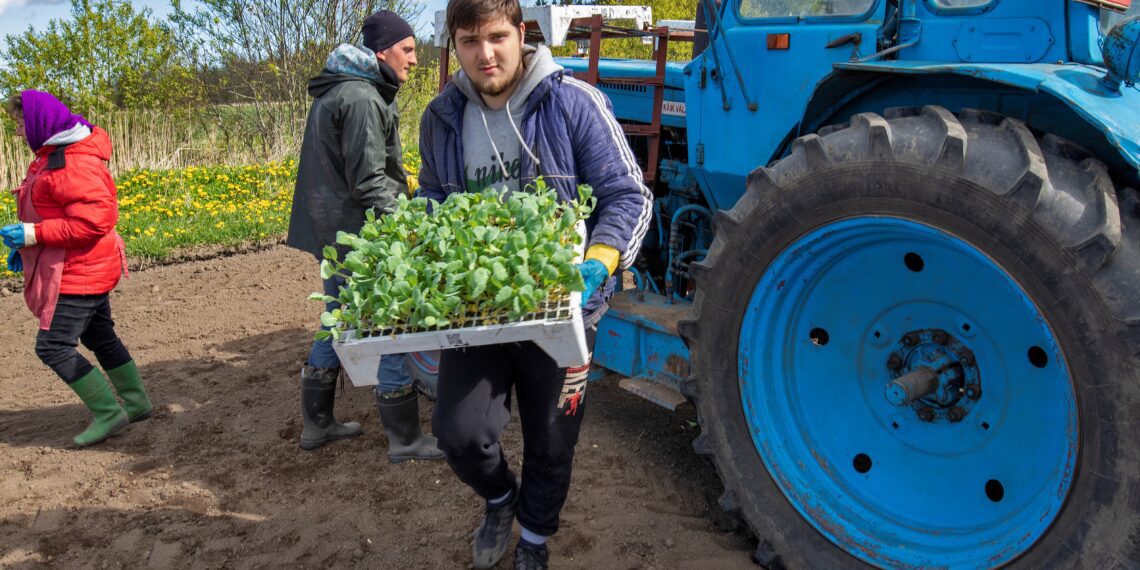 Hooajatöö peab olema seotud kindla ajaga aastas, mil nõudlus tööjõu järele on hooaja tõttu märkimisväärselt suurem kui muul ajal. Fotol Sagro põldudele mullu kevadel kapsataimi istutanud Ukraina töömees Jura. Foto: Sven Arbet, Maaleht/Scanpix