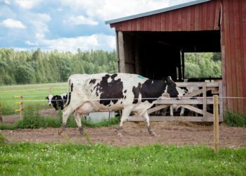 Põllumajandustootjad saavad selgi aastal taluliidu kaudu asendustaluniku palgata. Foto: taluliit