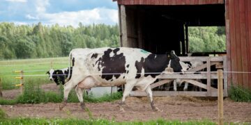 Põllumajandustootjad saavad selgi aastal taluliidu kaudu asendustaluniku palgata. Foto: taluliit
