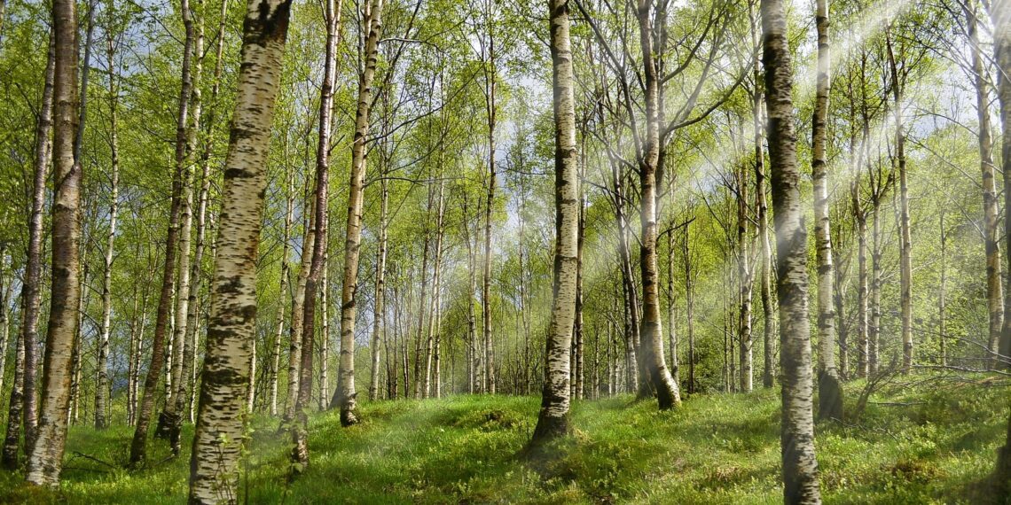 Mets on, aga õigust oma metsa majandada napib. Foto: Pixabay