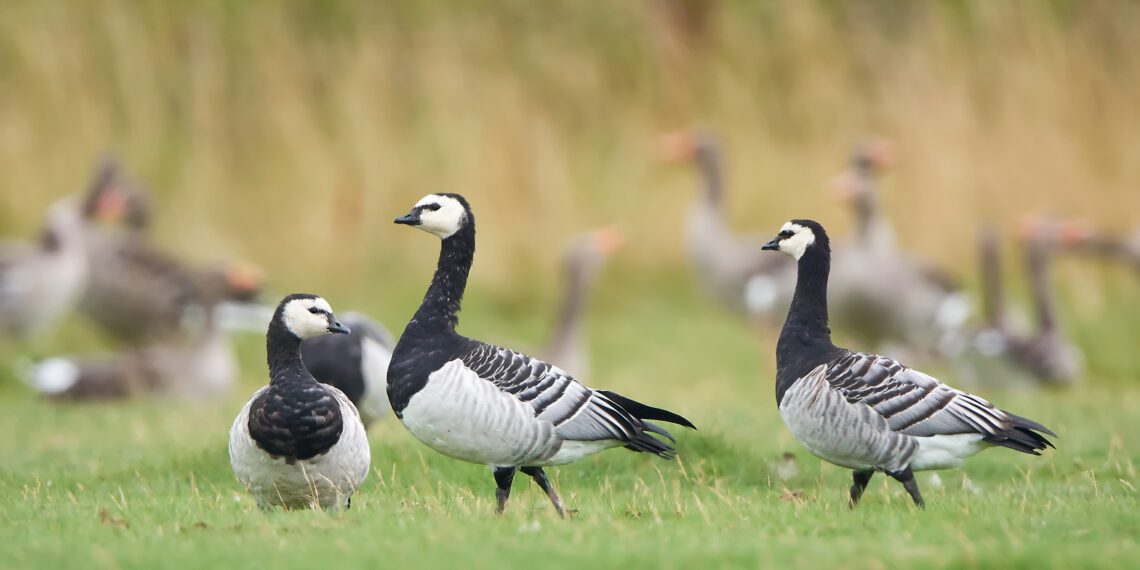Hanede heidutusjaht. Foto: Shutterstock