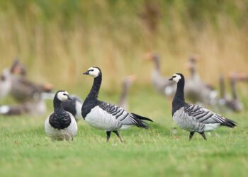 Hanede heidutusjaht. Foto: Shutterstock