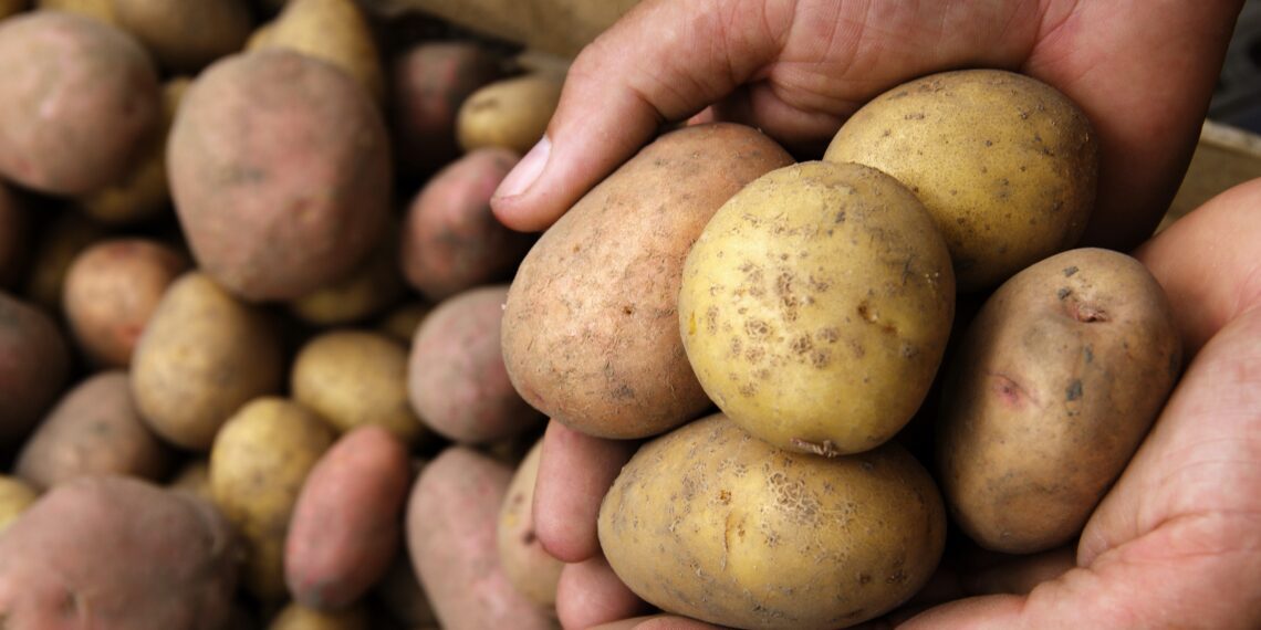 Toidukadu. Foto: Shutterstock