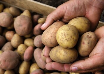 Toidukadu. Foto: Shutterstock