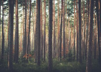 Lõppenud viie miljoni eurose eelarvega Natura metsa toetusvooru laekus tänavu 4918 taotlust kogusummas 4,988 miljonit eurot. Foto: Pixabay