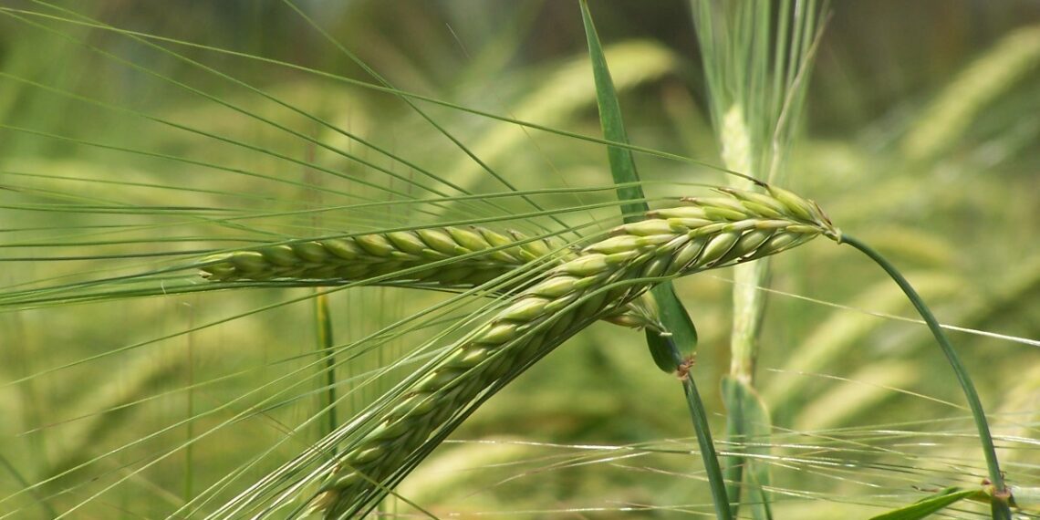 Euroopa Komisjon leidis 29. aprillil 2021 avaldatud uuringus, et uued sordiaretustehnikad võivad muuta põllumajanduse jätkusuutlikumaks. Foto: Elke Rohn / FreeImages