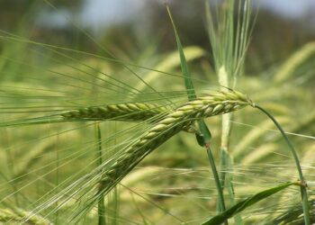 Euroopa Komisjon leidis 29. aprillil 2021 avaldatud uuringus, et uued sordiaretustehnikad võivad muuta põllumajanduse jätkusuutlikumaks. Foto: Elke Rohn / FreeImages