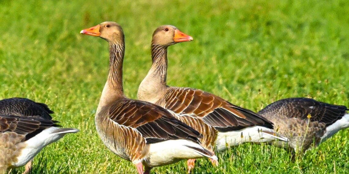 Põllumees, anna hanekahjudest kindlasti teada! Foto: Pixabay