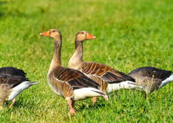 Põllumees, anna hanekahjudest kindlasti teada! Foto: Pixabay