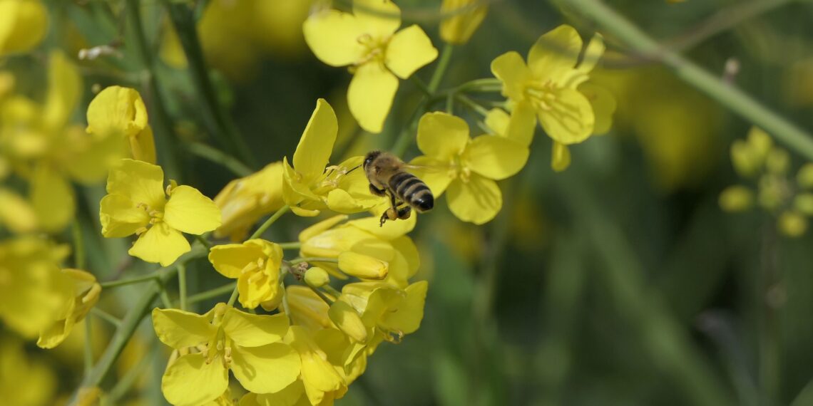 Algas taimekaitse kõrghooaeg. Foto: Pixabay