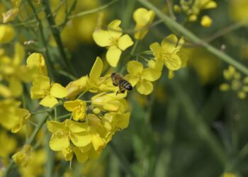 Algas taimekaitse kõrghooaeg. Foto: Pixabay