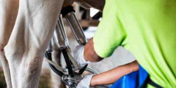 Piimafoorumil tuleva kokku piimatootmisahela ettevõtjad. Eesti toorpiima kvaliteet ja selle majanduslik mõõde. Foto: Shutterstock