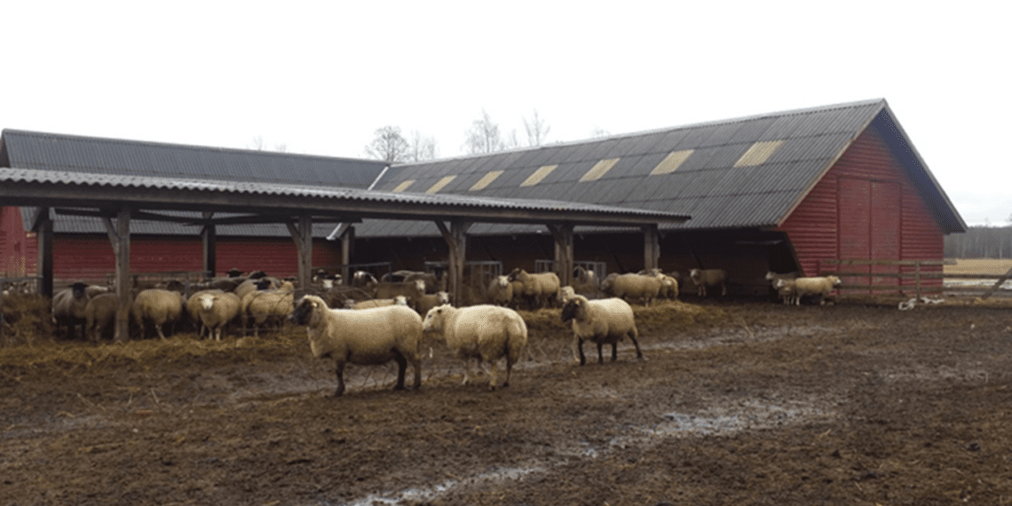 Lekkekindel loomade söötmis- ja jootmiskoht. Alaline ja kaitsmata põhjaveega alal asuv söötmis- ja jootmiskoht peab olema alates 1. oktoobrist 2023 lekkekindel. Foto: Ann Riisenberg