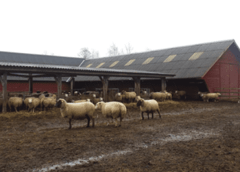 Lekkekindel loomade söötmis- ja jootmiskoht. Alaline ja kaitsmata põhjaveega alal asuv söötmis- ja jootmiskoht peab olema alates 1. oktoobrist 2023 lekkekindel. Foto: Ann Riisenberg
