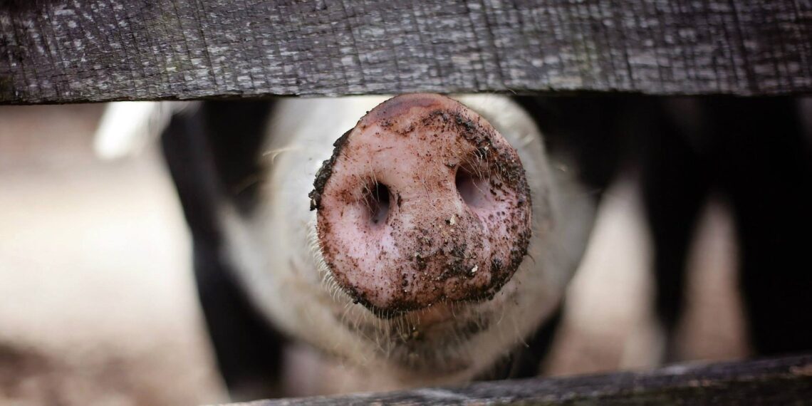 Loomakasvatajate raskused aina süvenevad. Foto: Pixabay