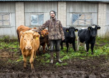 Loomapidajad ootavad erakorralise toetuse päästerõngast. Kaspar Põlluäär kaalus piimatootmise lõpetamist juba paar aastat tagasi. Praegu tundub mõtte teoks tegemine aina realistlikum. Foto: Maanus Masing / Saarte Hääl