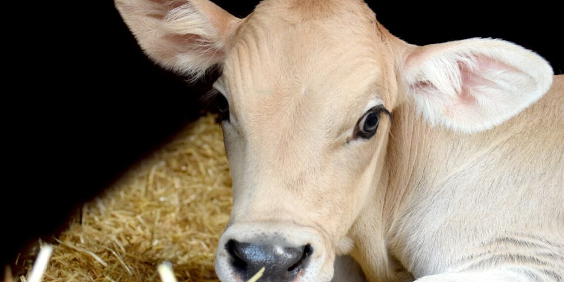 Antibiootikumidevaba vasikakasvatus - TeknEst OÜ tutvustab EPA2021 aastanäitusel uudistootena vasikate täiendsööta KALBI PRO TAB.