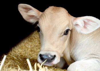 Antibiootikumidevaba vasikakasvatus - TeknEst OÜ tutvustab EPA2021 aastanäitusel uudistootena vasikate täiendsööta KALBI PRO TAB.