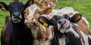 PRIA võtab toetuste taotlusi vastu 16. juunini. Foto: Shutterstock