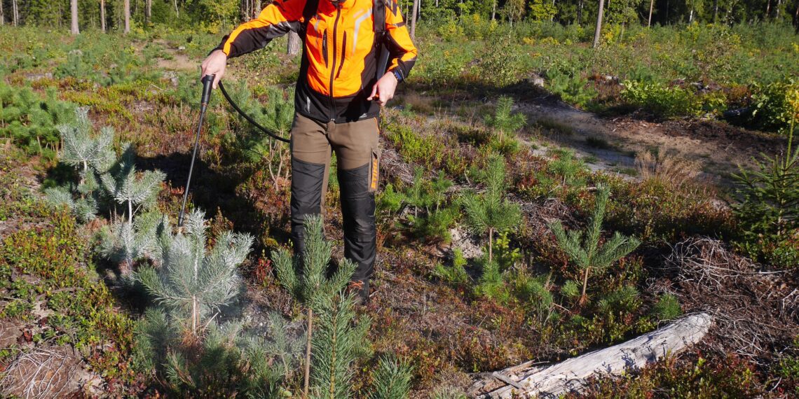 praegu on paras aeg planeerida oma metsa sügised tööd ja valmistuda kevadiseks metsaistutuseks. Taimede kaitsmiseks ulukite eest on üks variant taimede pritsimine ulukitõrjevahendiga. Foto: Metsaühistu