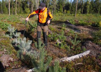 praegu on paras aeg planeerida oma metsa sügised tööd ja valmistuda kevadiseks metsaistutuseks. Taimede kaitsmiseks ulukite eest on üks variant taimede pritsimine ulukitõrjevahendiga. Foto: Metsaühistu