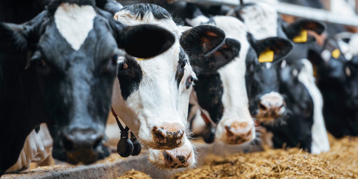 Ohutu sööda tootmise hea tava juhend. Foto: Shutterstock