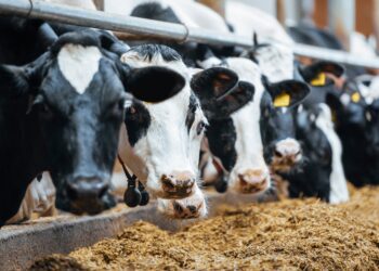 Ohutu sööda tootmise hea tava juhend. Foto: Shutterstock