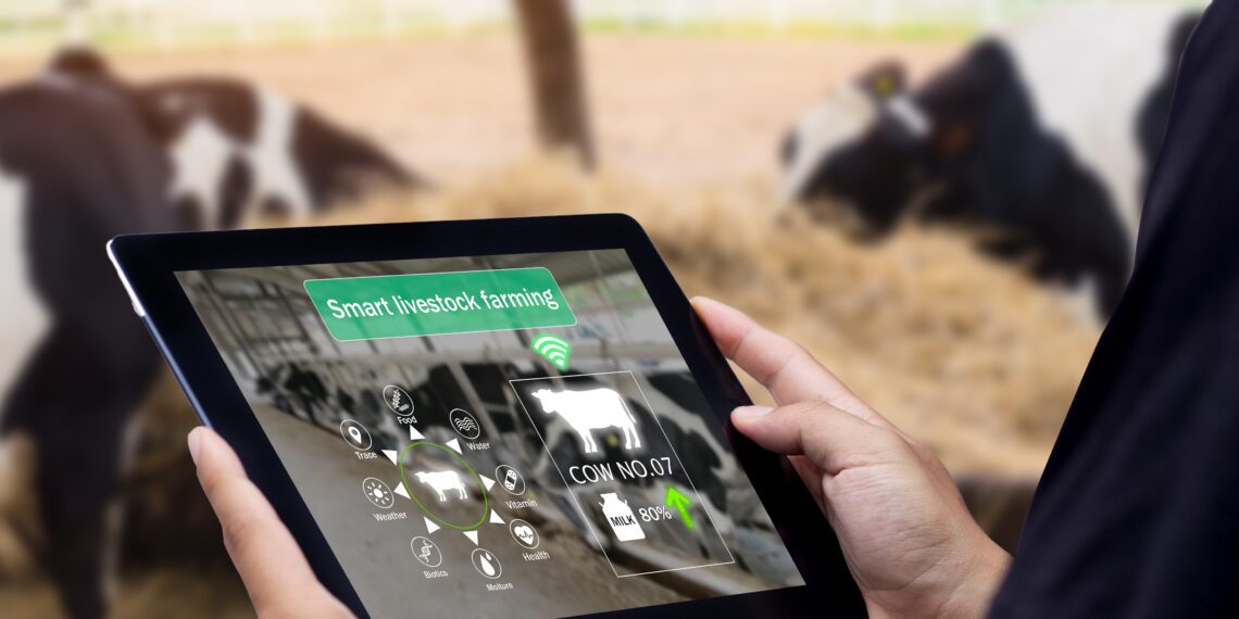 Digitaliseerimisel on suur potentsiaal. Piimaklaster ja maaülikool arendavad digitaliseerimist veisekasvatuses. Foto: Shutterstock