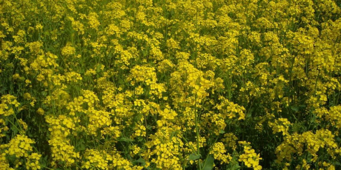 Talirüps 'Aita'. Foto: Lea Narits