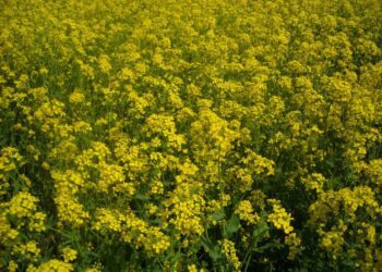 Talirüps 'Aita'. Foto: Lea Narits