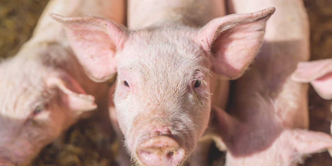 Eesti seakasvatajad pöördusid ühiselt valitsuse poole – sektor on pikalt kestnud kriisidest ja ebavõrdsest konkurentsiolukorrast niivõrd räsitud, et ilma riigipoolse abita enam hakkama ei saada.. Foto: Shutterstock