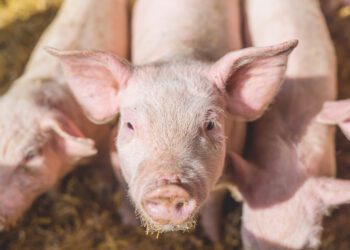 Eesti seakasvatajad pöördusid ühiselt valitsuse poole – sektor on pikalt kestnud kriisidest ja ebavõrdsest konkurentsiolukorrast niivõrd räsitud, et ilma riigipoolse abita enam hakkama ei saada.. Foto: Shutterstock